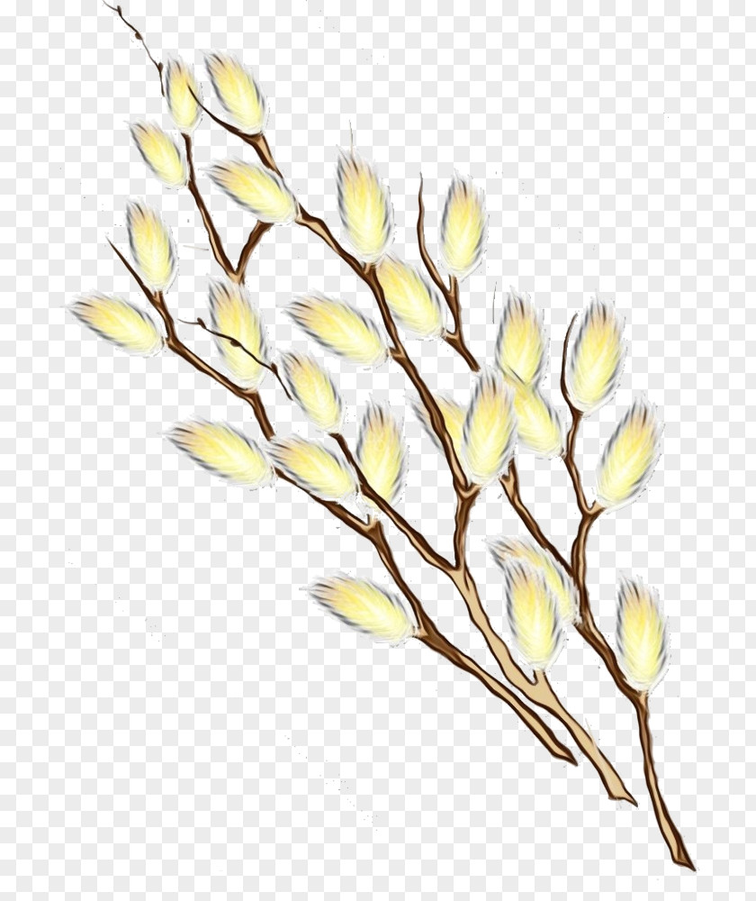 Cut Flowers Plant Stem Flower Yellow Branch Twig PNG
