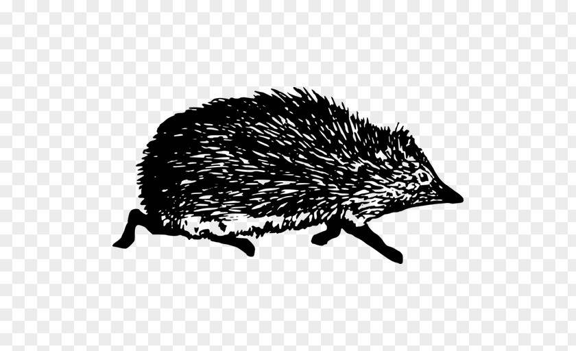 Domesticated Hedgehog Echidna Black And White PNG