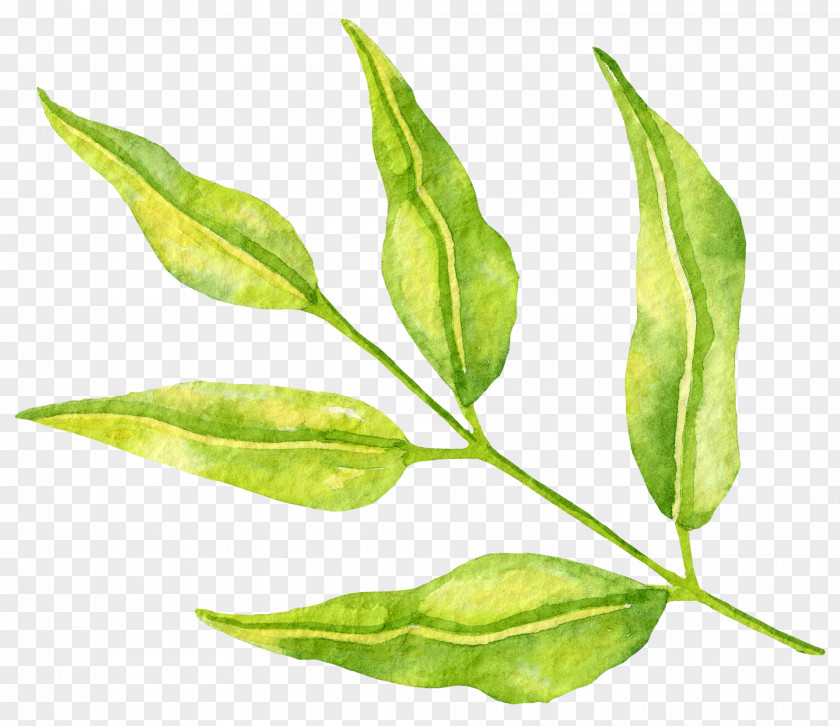 Leaves Buddha Tea Leaf Branch Clip Art Plant Stem PNG