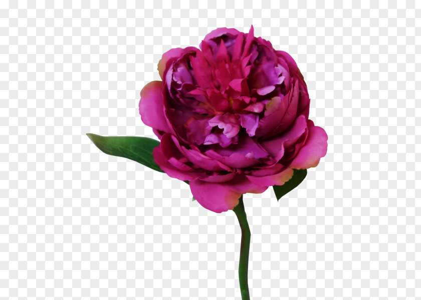 Peony Wedding Garden Roses Cut Flowers Cabbage Rose Flower Bouquet PNG