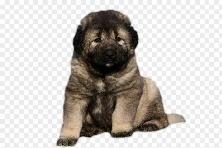 Puppy Caucasian Shepherd Dog Sarplaninac Breed Dachshund PNG