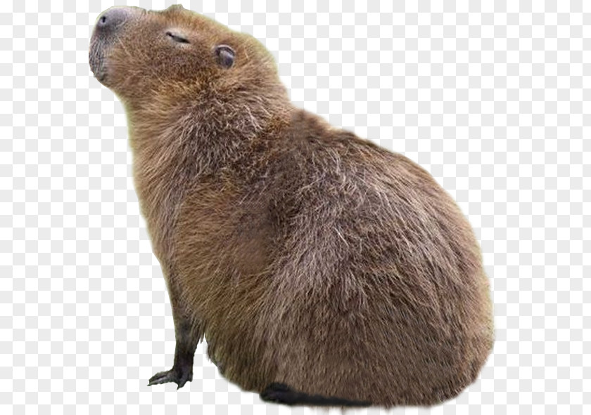 Squirrel Nest Drey Capybara Whiskers Beaver Giant Rat Image PNG
