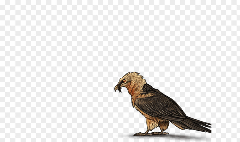Bird Egyptian Vulture Eagle Beak PNG