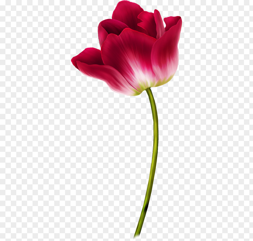Creative Valentine's Day Tulip Flower Clip Art PNG