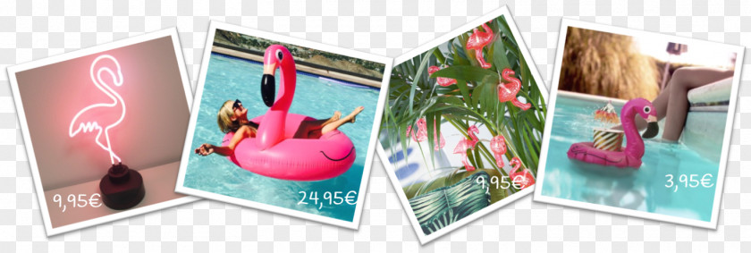 Flamant Rose Greater Flamingo Paper Cote De Popularité Art PNG