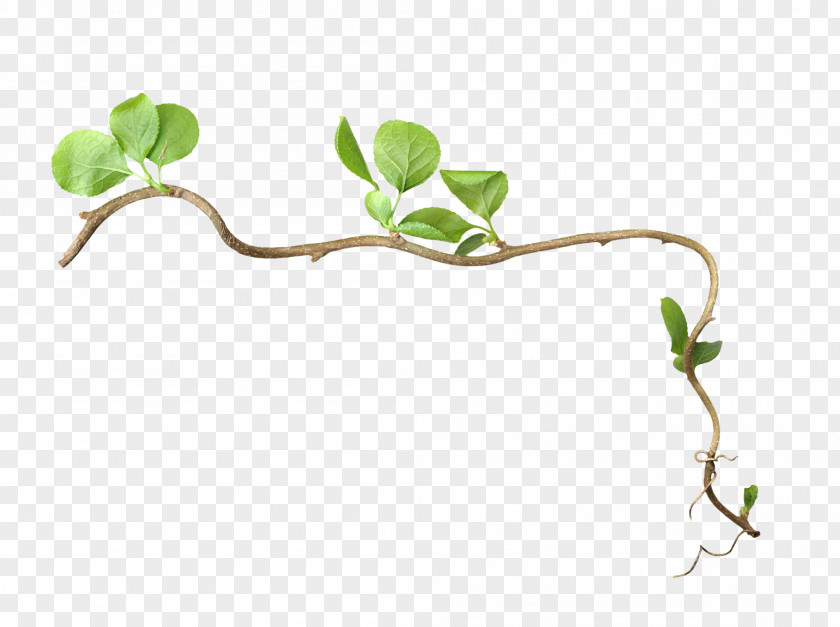 Leaves Roots PNG roots clipart PNG
