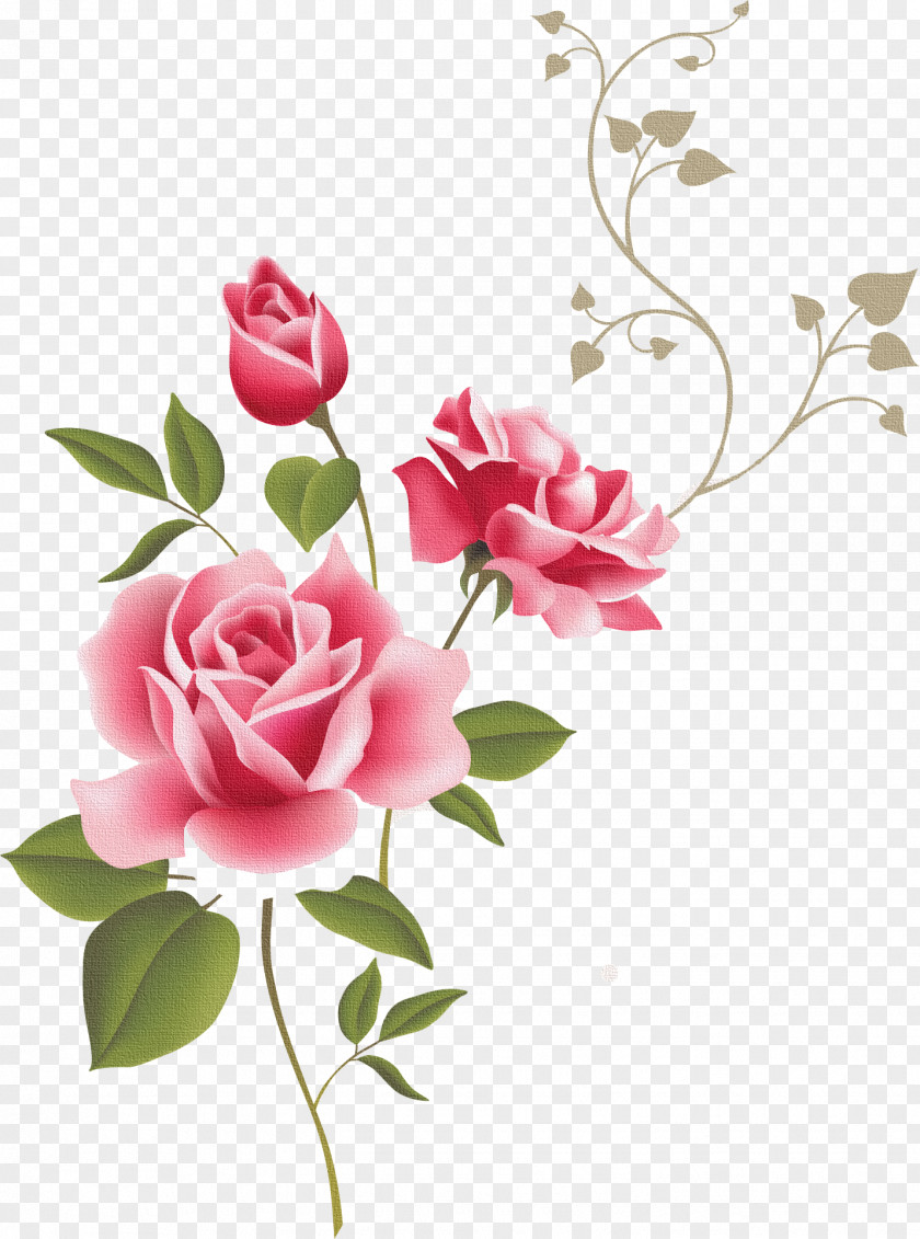 Real Flower Vintage Roses: Beautiful Varieties For Home And Garden Pastel Clip Art PNG