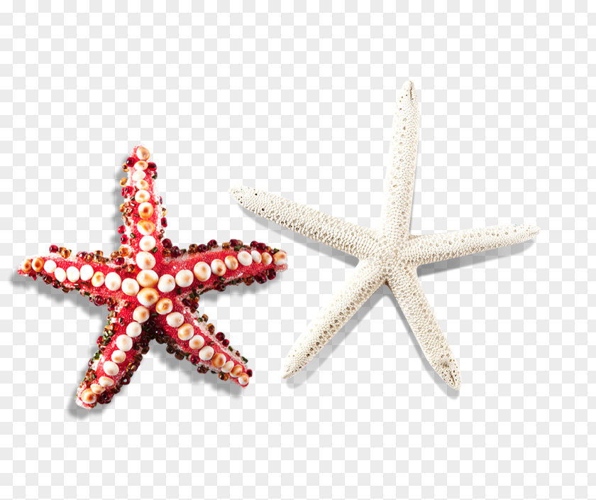 Starfish Pattern Icon PNG