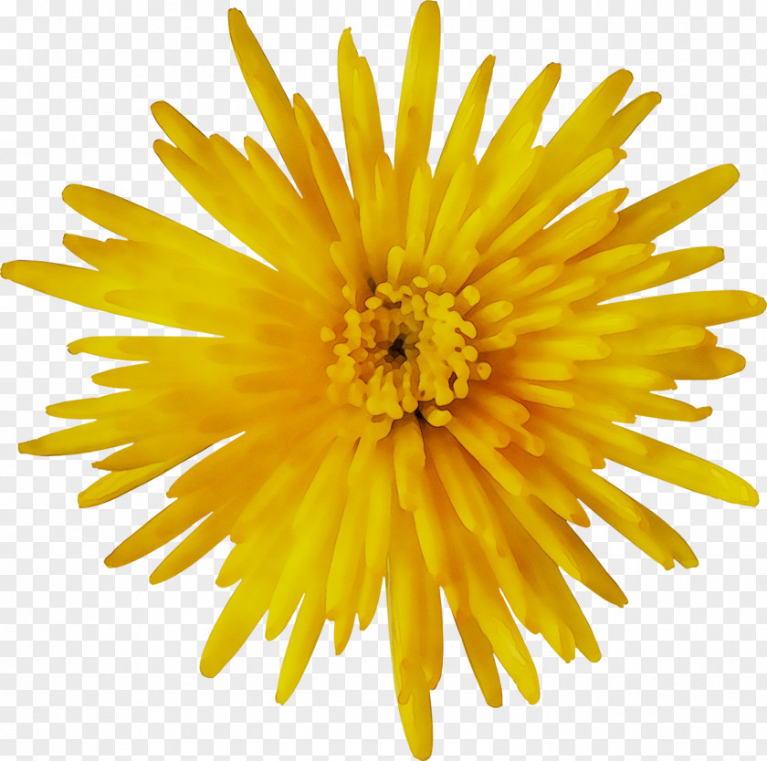 Stock Photography Image Flower PNG
