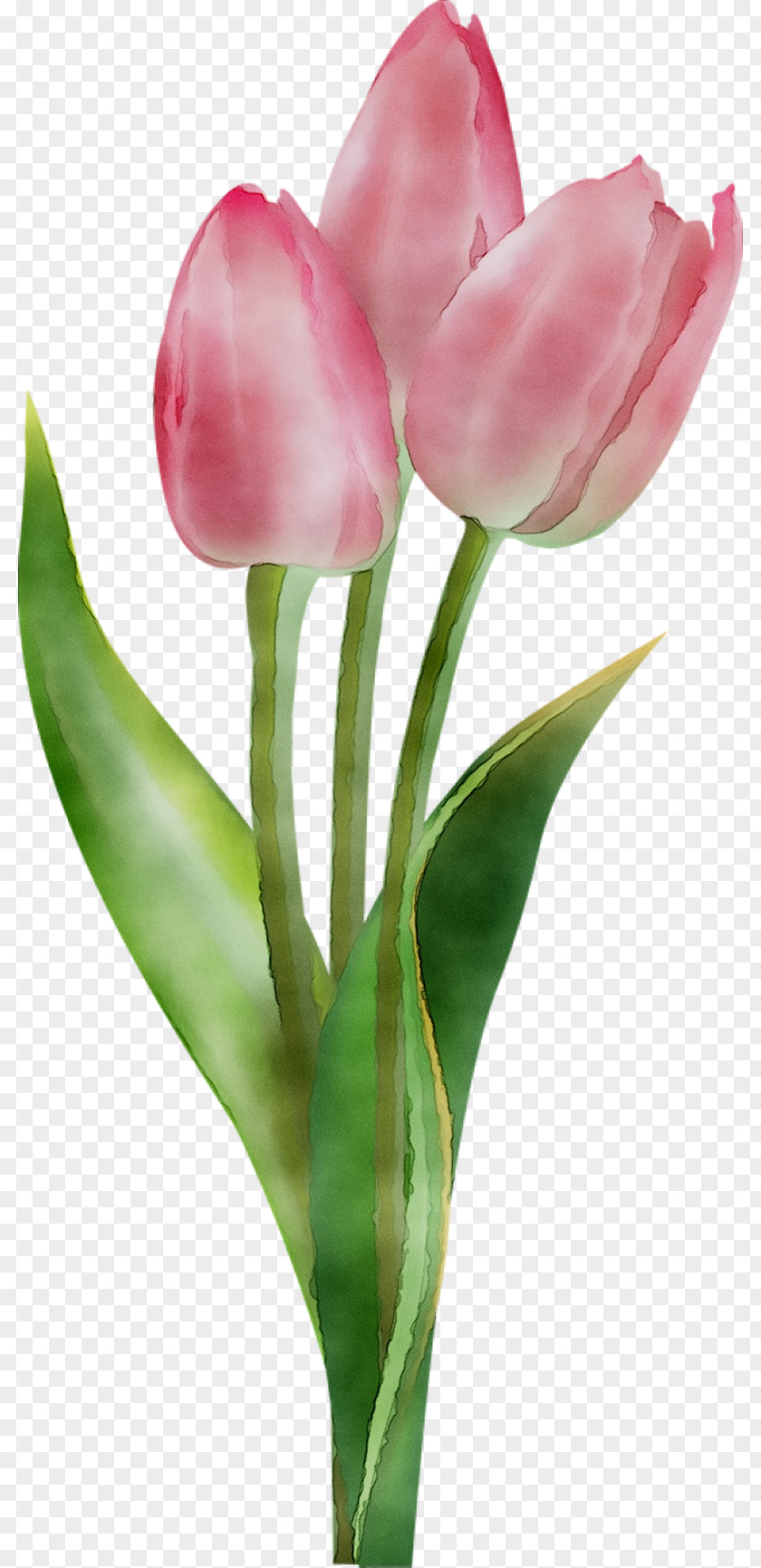 Tulip Clip Art Image Flower PNG