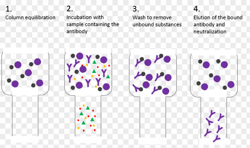 Antibody Protein A Affinity Chromatography Immunoglobulin G Agarose PNG