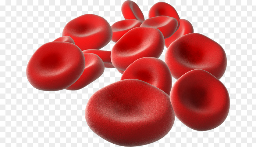 Blood Cells Red Cell Life PNG
