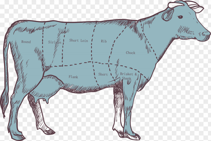 Cattle Parts Segmentation Map Calf Beef Meat PNG