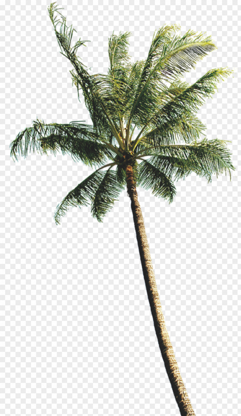 Coconut Tree Photos Arecaceae Computer File PNG