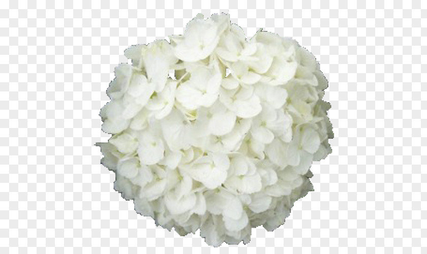Flower French Hydrangea Cut Flowers White Plant PNG