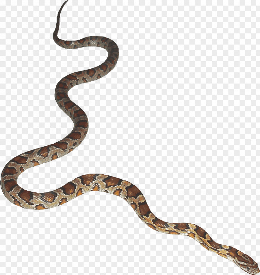 Hognose Snake Rattlesnake Cartoon PNG