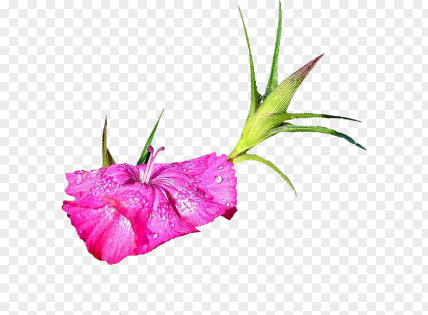 Flower Gladiolus Clip Art PNG