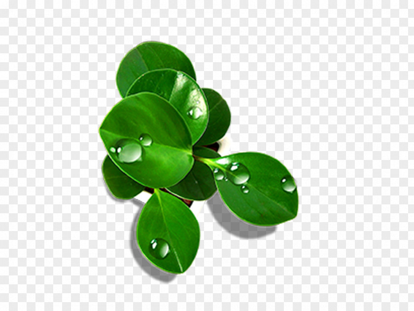 Green Leaves Drop Leaf PNG