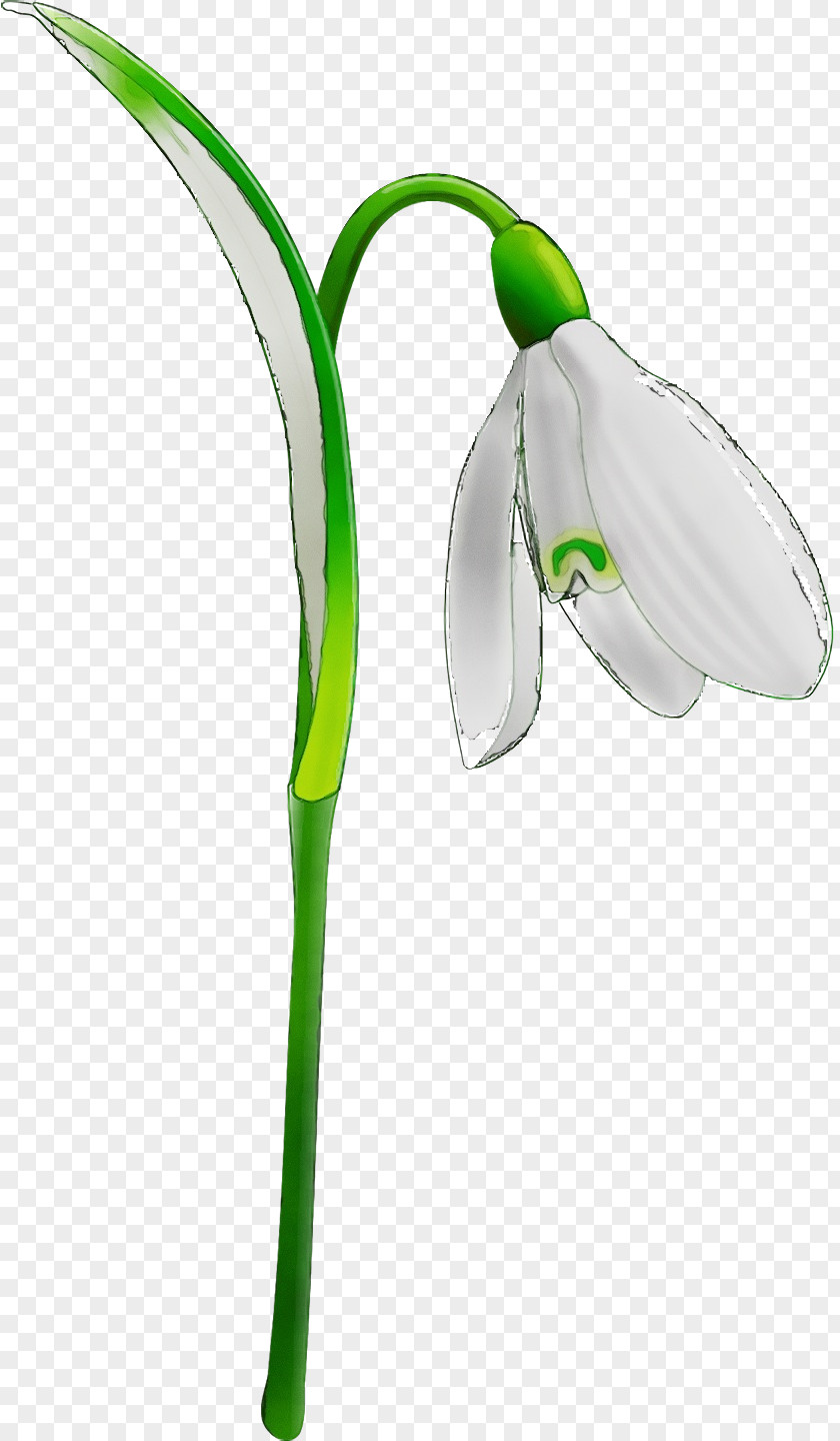Green Snowdrop Flower Plant Galanthus PNG