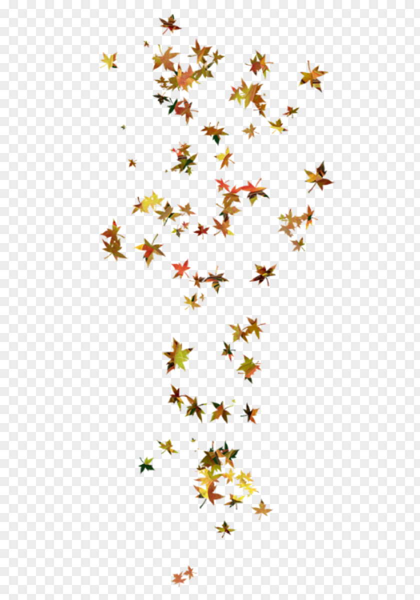 Pour Autumn Leaves Maple Leaf PNG