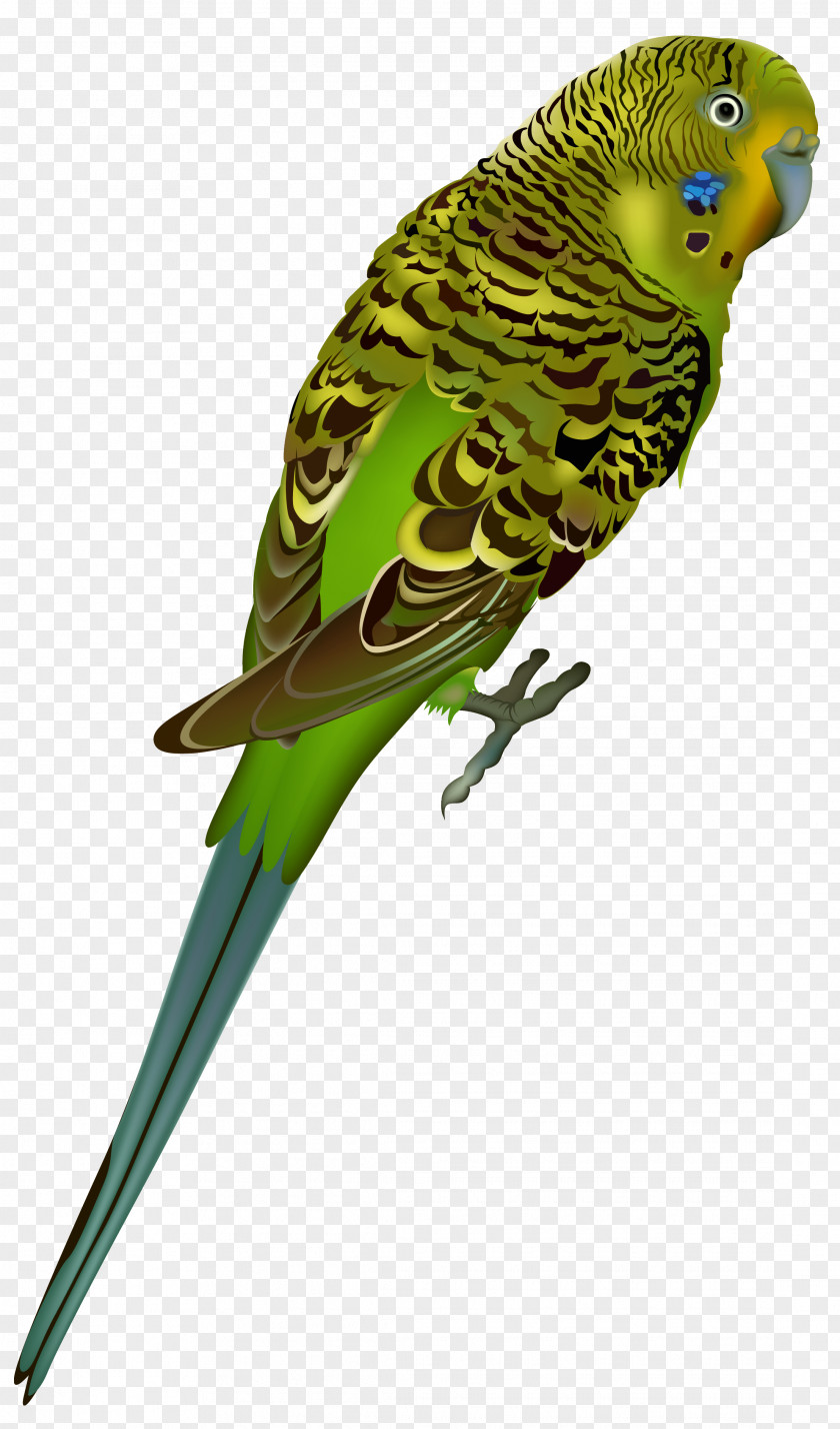 Budgie Bird Clipart Image Budgerigar Parrot Clip Art PNG