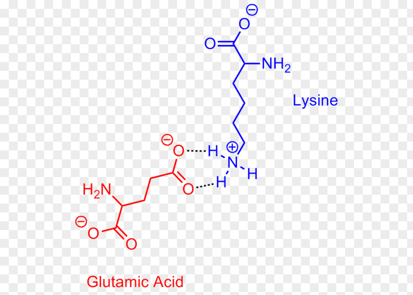 Salt Bridge Glutamic Acid Lysine PNG