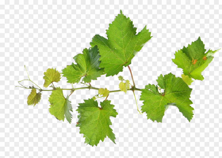 Grape Common Vine Leaves Vitis Rupestris Leaf PNG