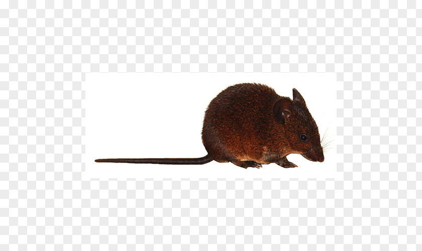 Mouse Muskrat Gerbil Terrestrial Animal PNG