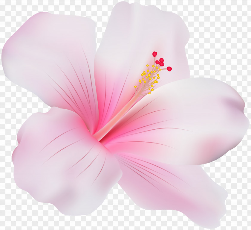 Pink Flower Shoeblackplant Mallows Common Hibiscus Clip Art PNG