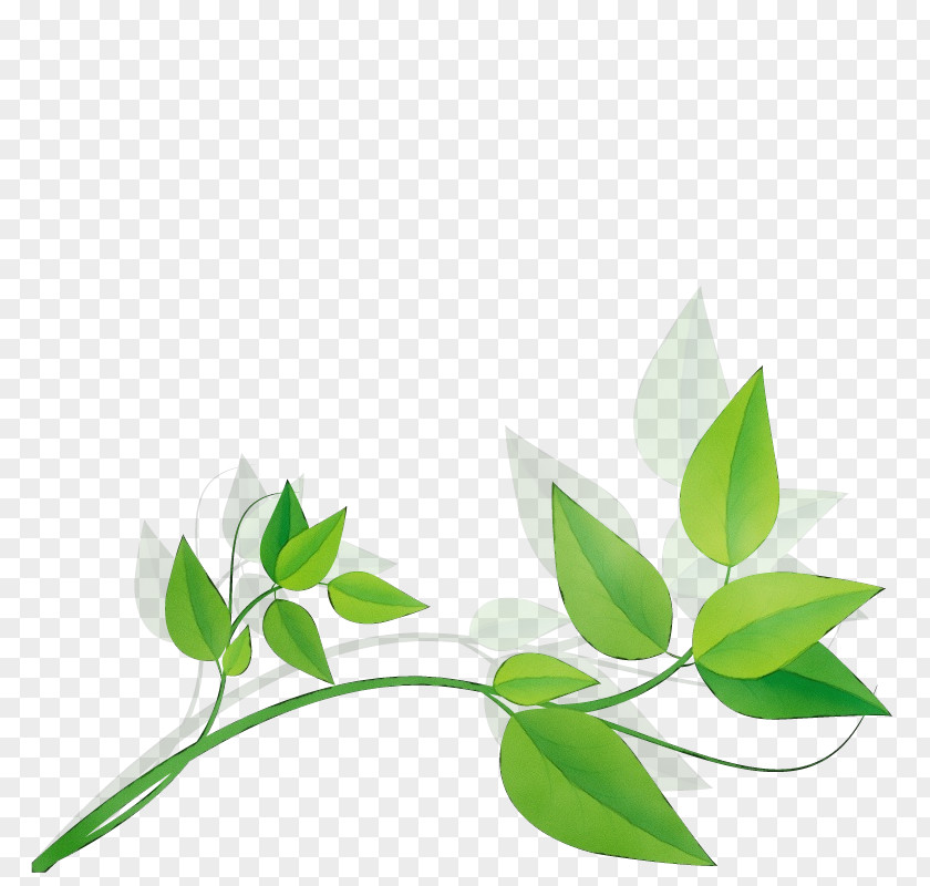 Plant Stem Tree Leaf Green Flower Branch PNG
