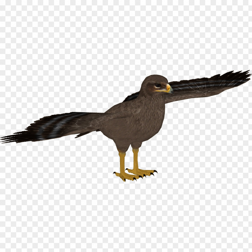 Wing Kite Cartoon Baby Bird PNG