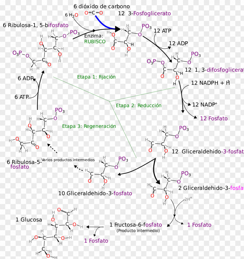Calvin Cycle Photosynthesis Citric Acid Ribulose 1,5-bisphosphate RuBisCO PNG