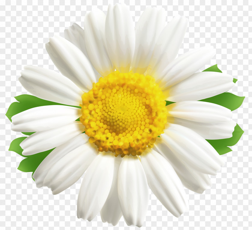 Daisy Common Flower Desktop Wallpaper Clip Art PNG