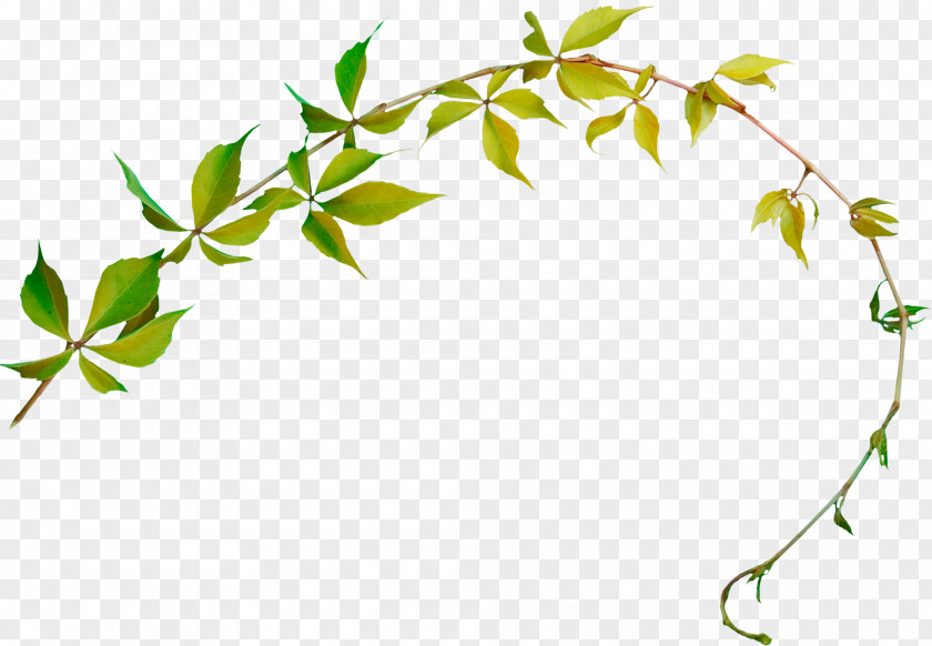 Ivy Plant Stem PNG