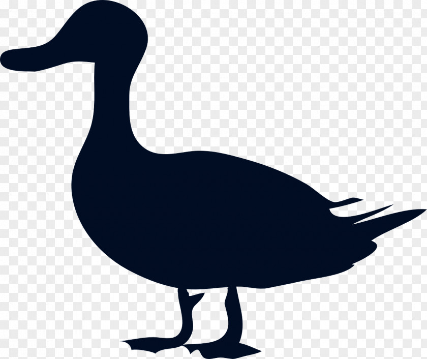 Mule Mallard American Black Duck Clip Art PNG