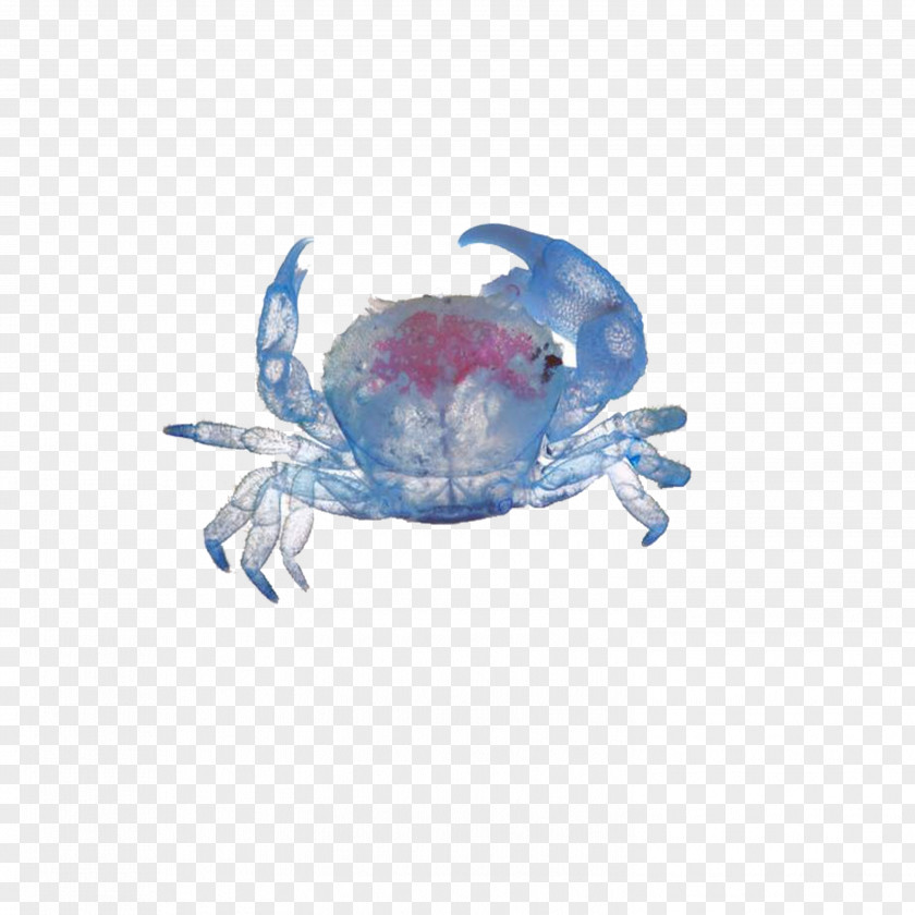 Transparency And Translucency Zoological Specimen Biological Animal Skeleton PNG and translucency specimen Skeleton, crab clipart PNG