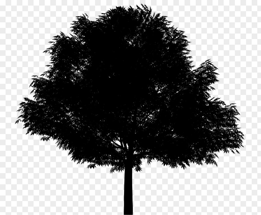 Clip Art Oak Illustration Drawing PNG