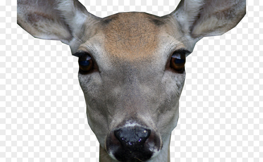 Deer White-tailed Antler Snout Face PNG