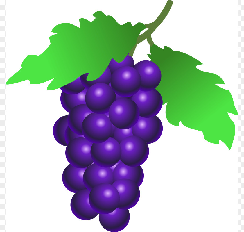 Fruits Picture Common Grape Vine Grappa Wine Juice Clip Art PNG