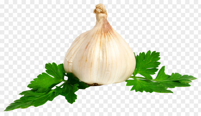 Garlic Onion PNG