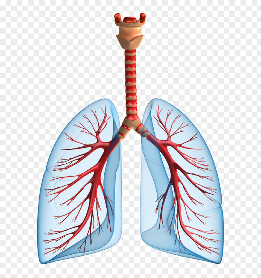 Pulmonary Edema Lung Chronic Obstructive Disease Kidney Failure PNG