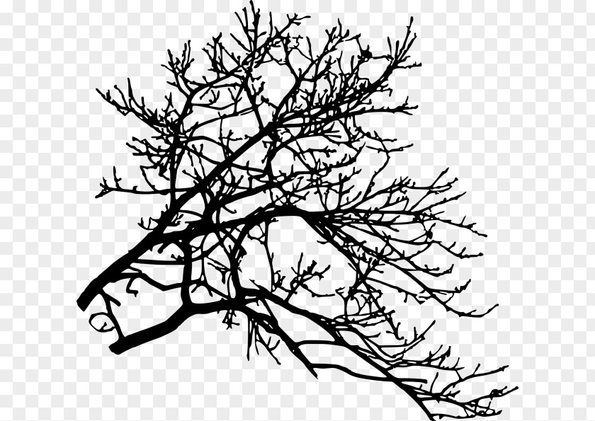 Tree Twig Branch PNG