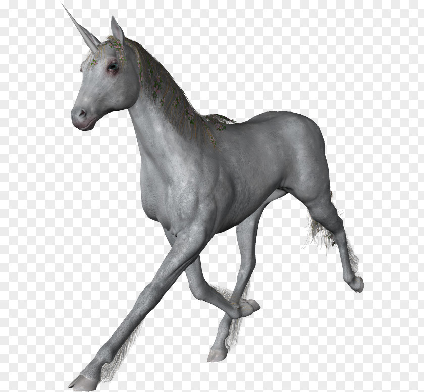 Unicorn Horse Information Download PNG
