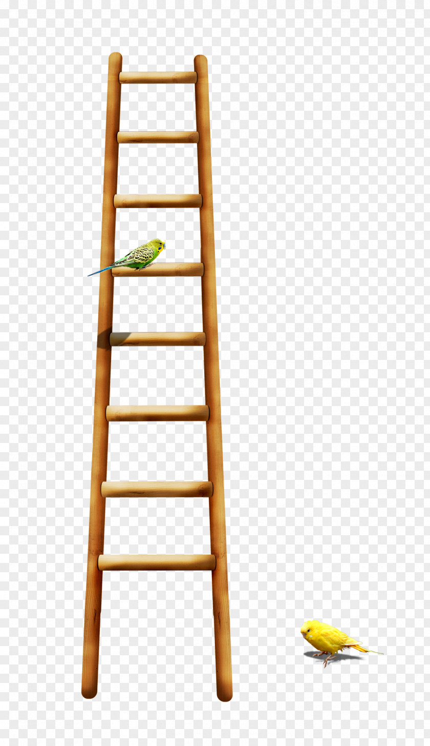 Bird On A Ladder Parrot PNG