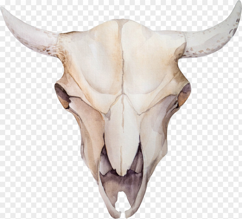Claw Cattle Skull Stock Photography Feather PNG
