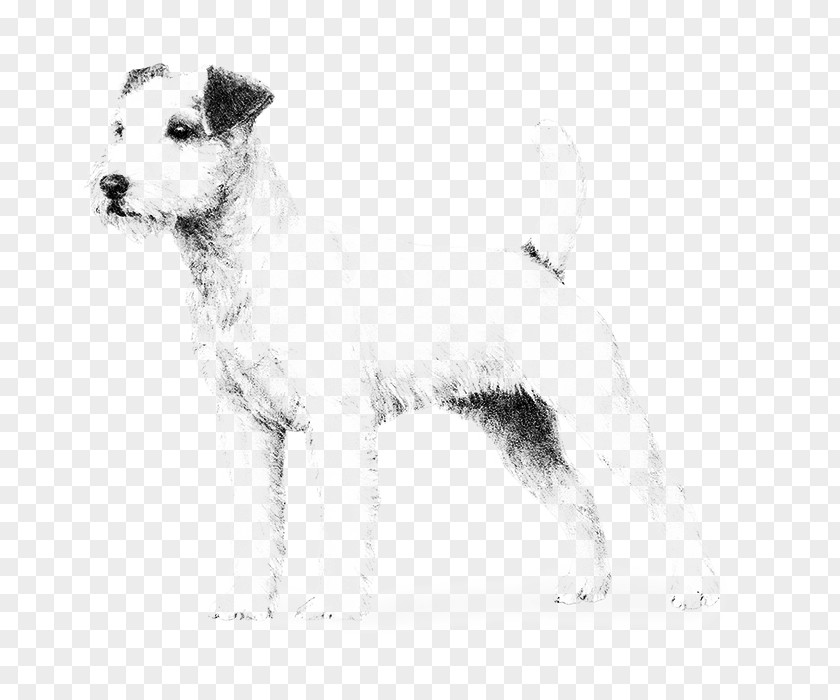 Puppy Wire Hair Fox Terrier Lakeland Parson Russell Rare Breed (dog) PNG