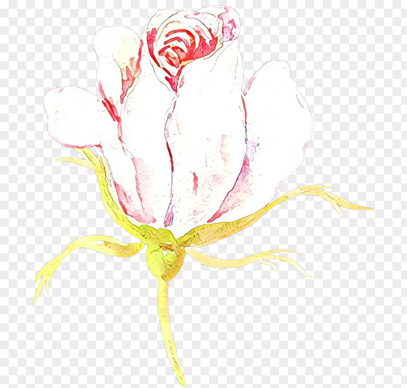 Tulip Plant Drawing Of Family PNG
