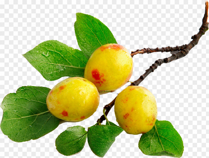 Apricot Auglis Fruit Tree Flower PNG