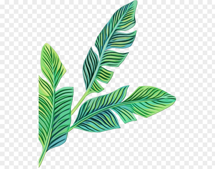 Arecales Plant Stem Banana Leaf Logo PNG