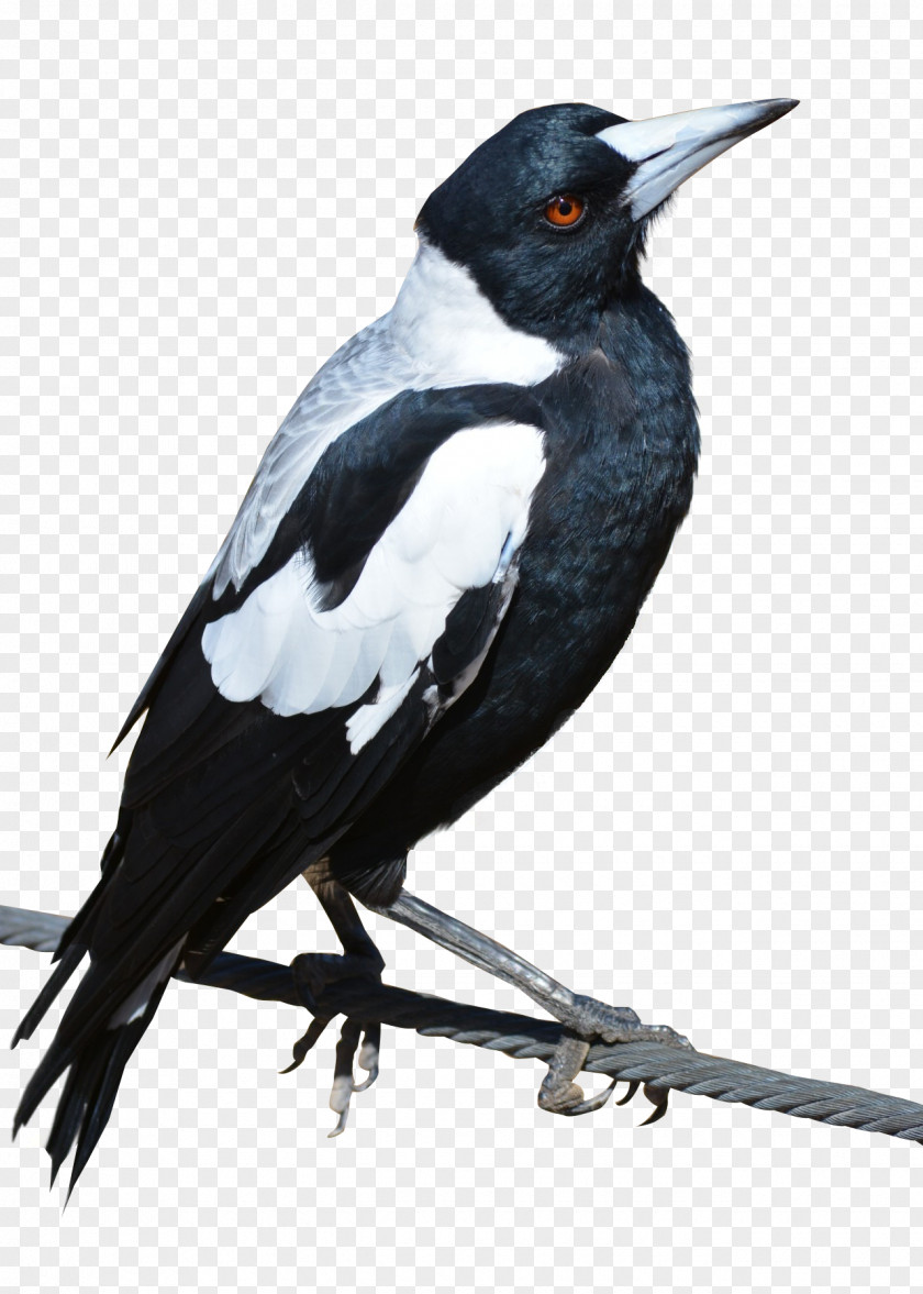 Bird Crows Eurasian Magpie PNG